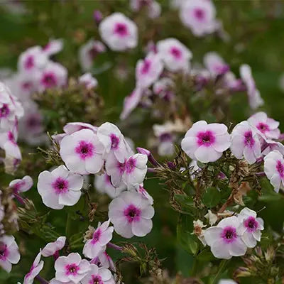 Creative Ways to Use Largeleaf Phlox in Your Landscape Design Tennessee Wholesale Nursery