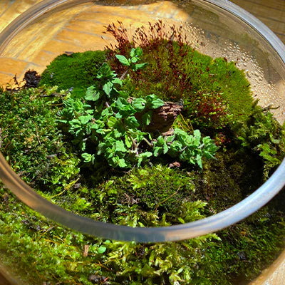 Transform Your Home with Live Moss Bowl Decor