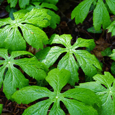 The Mayapple Plant: What it is, How to Grow and Use It