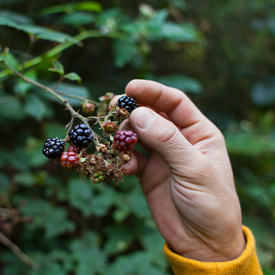 Creating a Wildlife-Friendly Garden with Native Wild Berry Plants