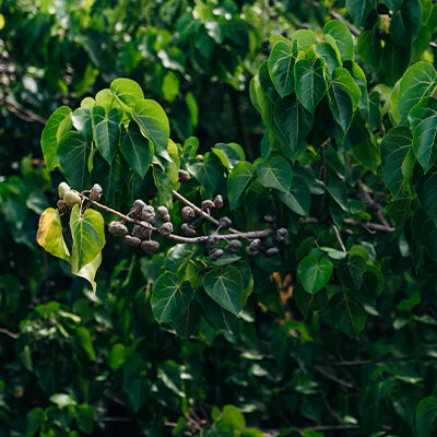 Native Wild Plants from Tn Nursery Perfect for Ohio Gardens