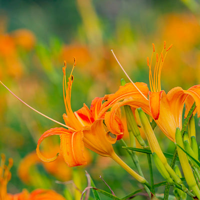 Orange Daylilies in Landscaping: Creative Ideas and Inspirations