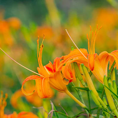 Orange Daylilies in Landscaping: Creative Ideas and Inspirations