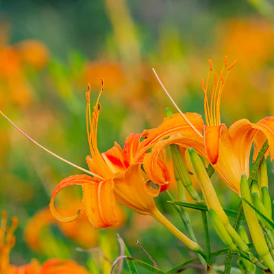 Orange Daylilies in Landscaping: Creative Ideas and Inspirations