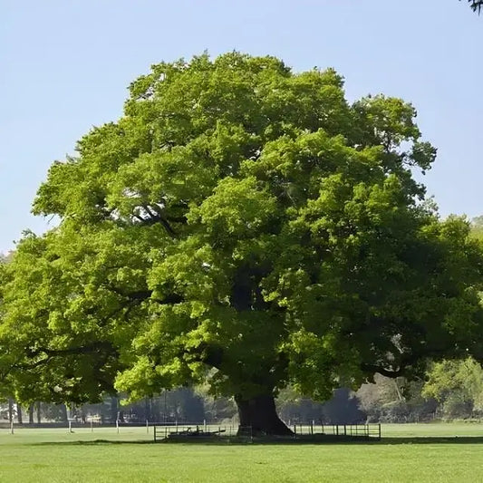 Large native oak tree providing shade and habitat for birds, showcasing broad green canopy — available from TN Nursery.