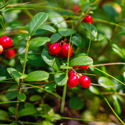 Discovering the Beauty and Benefits of Partridgeberry