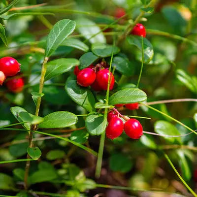 Discovering the Beauty and Benefits of Partridgeberry Tennessee Wholesale Nursery
