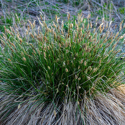 The Beautiful Perennial Sedge Known as Carex Pennsylvanica