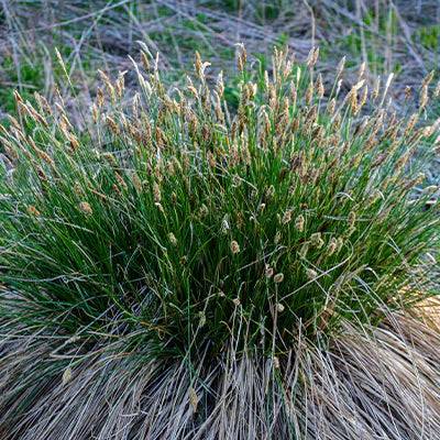 The Beautiful Perennial Sedge Known as Carex Pennsylvanica