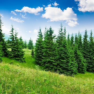 The Advantages of Pine Trees: More Than Just a Beautiful Scenery