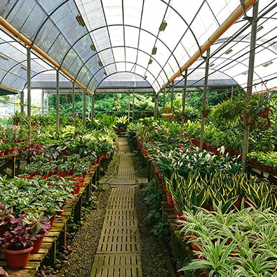 The Best Kept Secret as to Why to Buy from Plant Nurseries