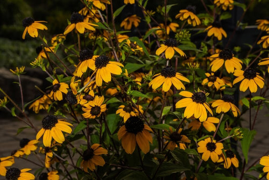Plants Not Thriving? Tennessee Wholesale Nursery