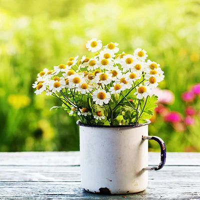 Guide to Plants That Bloom in Specific Seasons