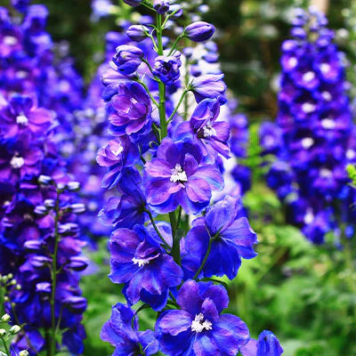 The Enchanting Beauty of Purple Larkspur Plants