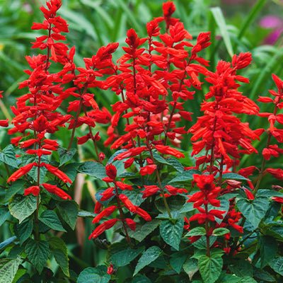 Growing Red Blooming Plants: Tips and Tricks for a Colorful Garden