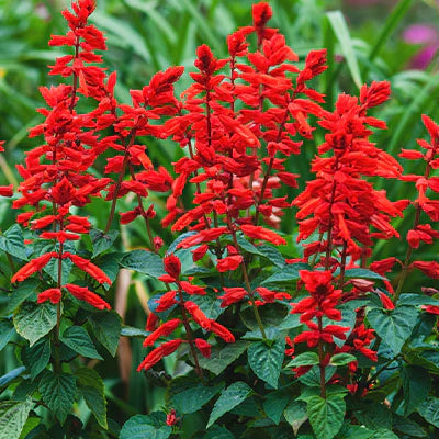 Growing Red Blooming Plants: Tips and Tricks for a Colorful Garden