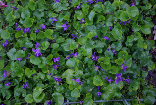 Sweet Violet Plant