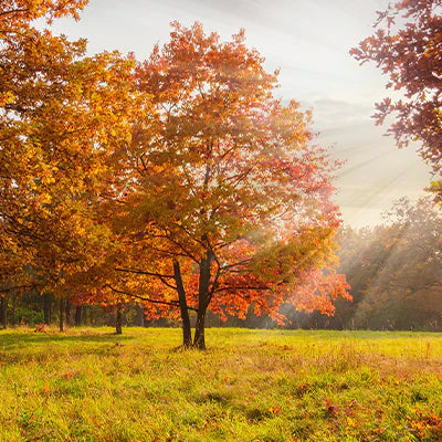 The Ancient and Versatile Red Oak Tree: A Natural Wonder