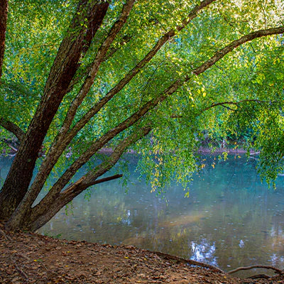 Propagation with Live Stakes: River Birch, Black Willow, and Silky Dogwood