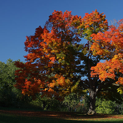Shade Trees for Every Climate: Choosing Right Tree for Your Location