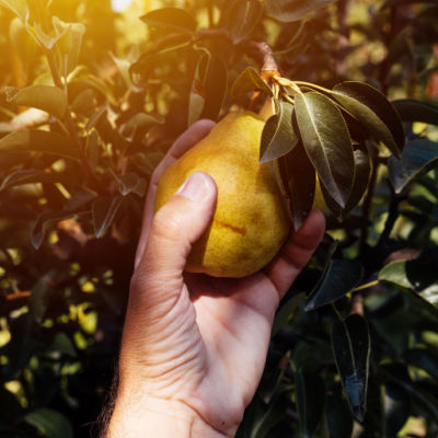 Why Fruit Trees Are A Great Addition To Any Home