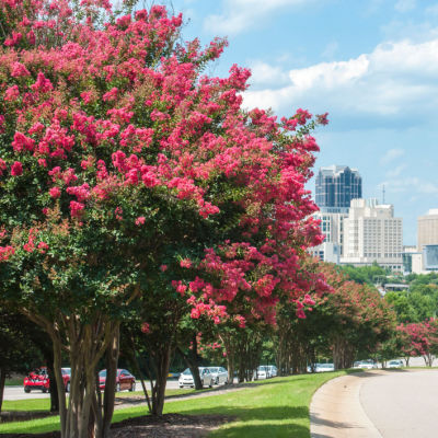 Crepe Myrtle Trees