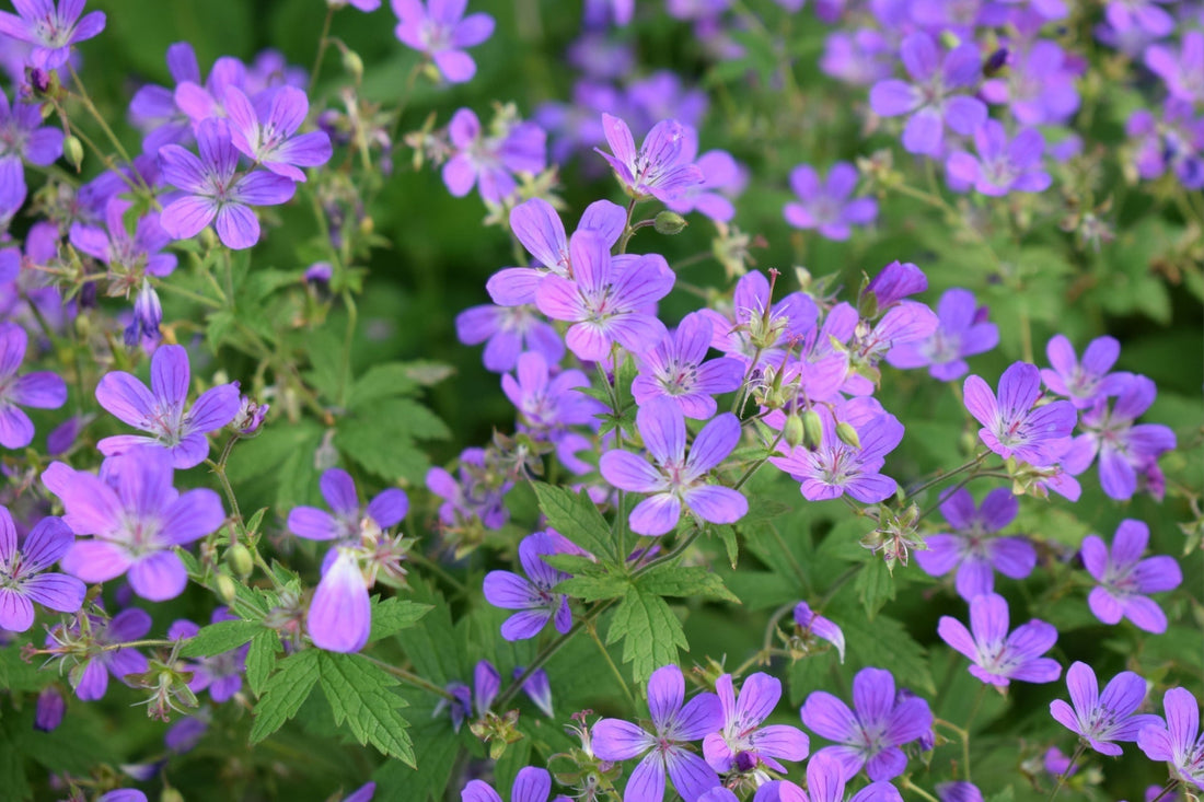 Boost Curb Appeal with Wildflower Perennials