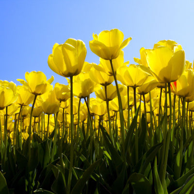 The Beautiful Yellow Tulip