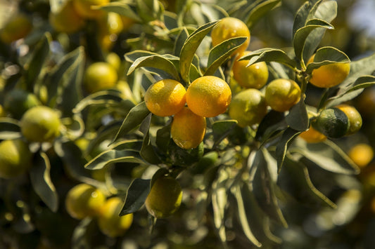 Dwarf Fruit Trees for Small Spaces