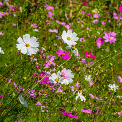 Convert Your Front Yard Into A Wildflower Meadow