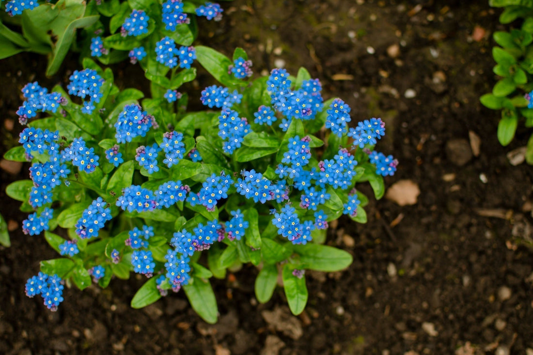 Self-Seeders in Your Garden