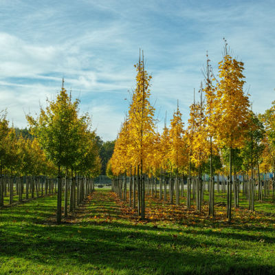 Why Choose Trees from a Nursery