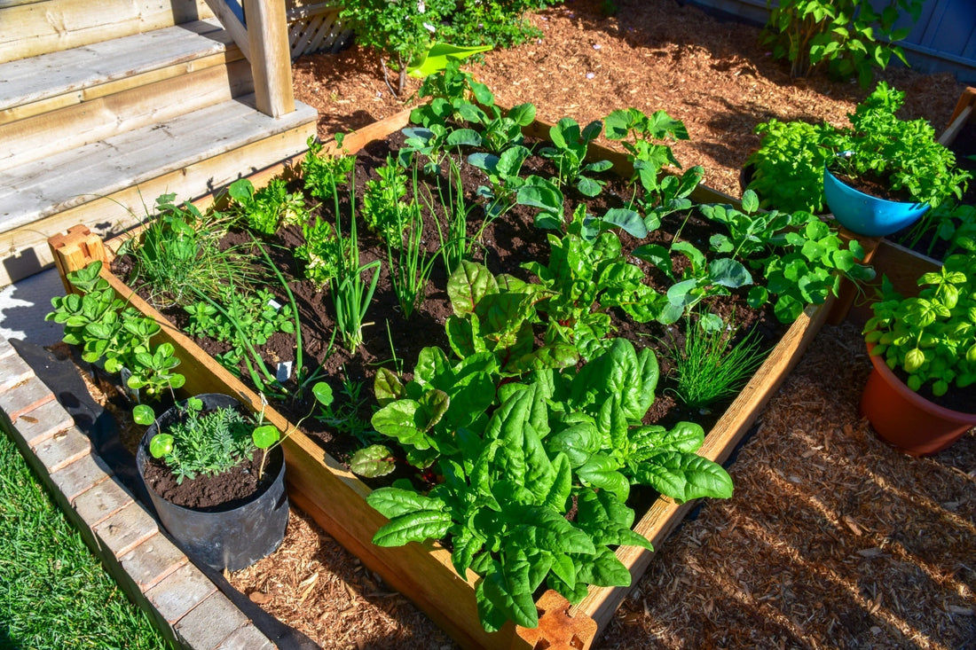 Square Foot Garden