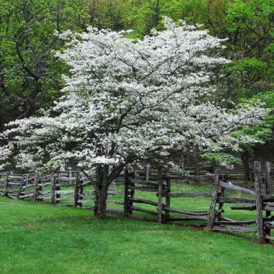 Flowering White Dogwood Trees Tennessee Wholesale Nursery