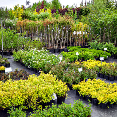 Nurseries Offer The Best Quality Trees & Plants