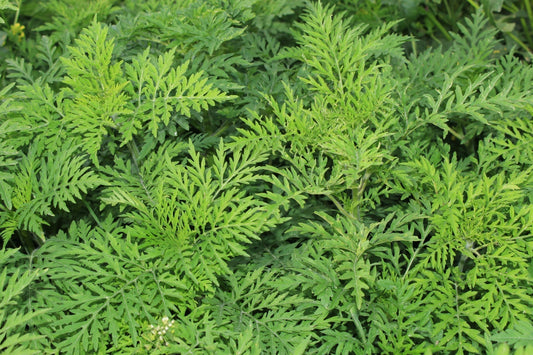 Designing a Low-Allergen Garden