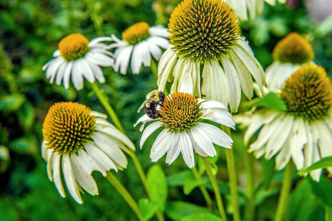 Perennials For Zone 7