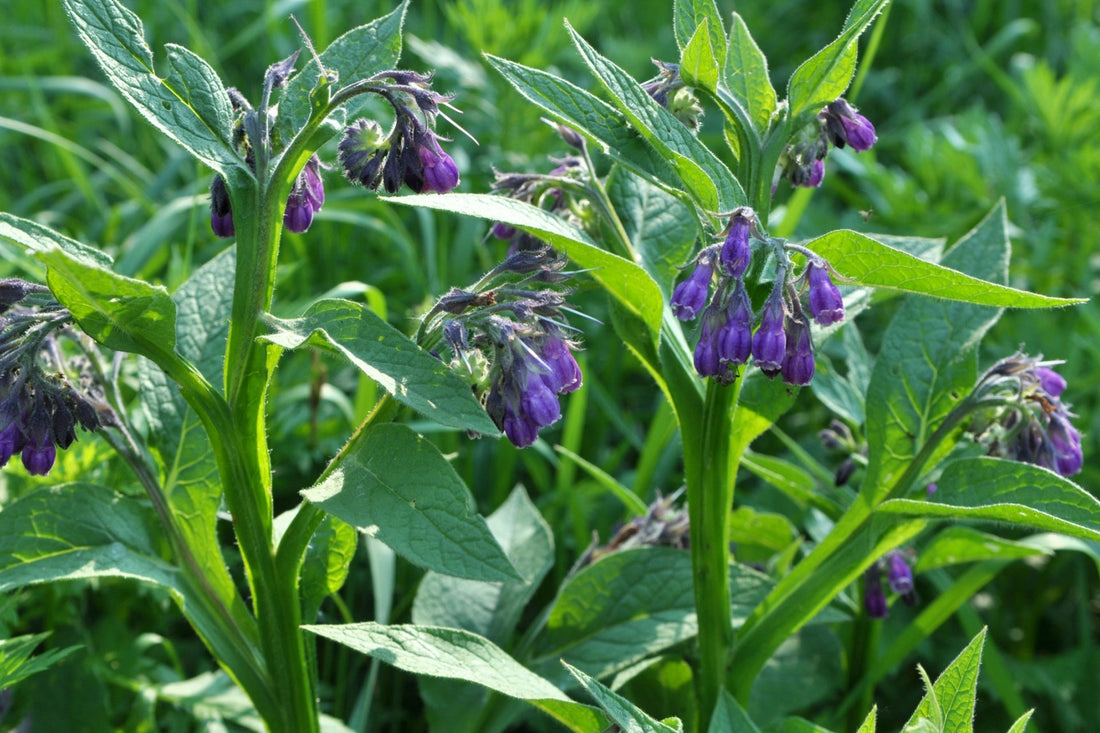 Comfrey plant
