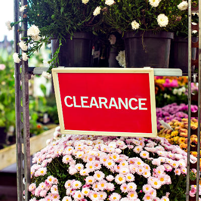 Clearance Plants at Garden Centers