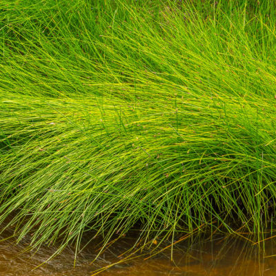 Beautiful Wetland Plants