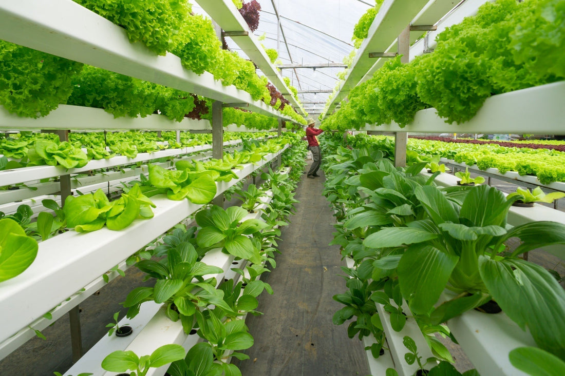 hydroponic garden