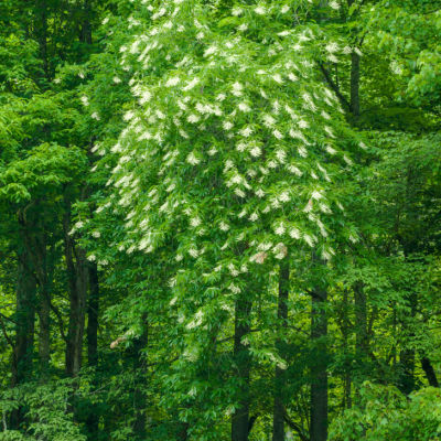Unique Sourwood Tree Seedlings