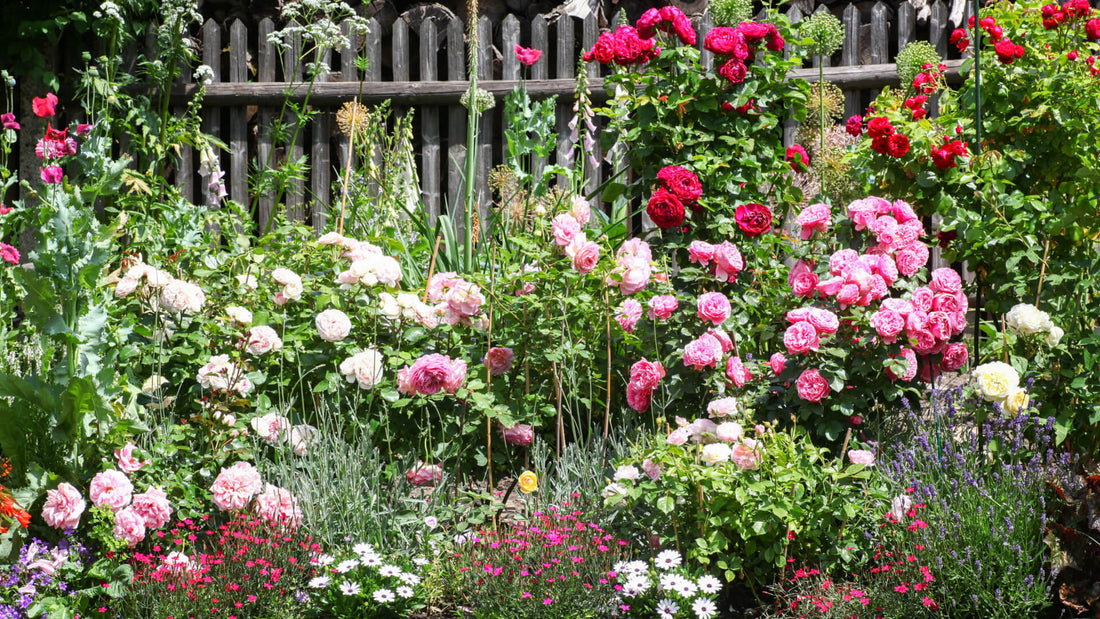 Cottage Garden