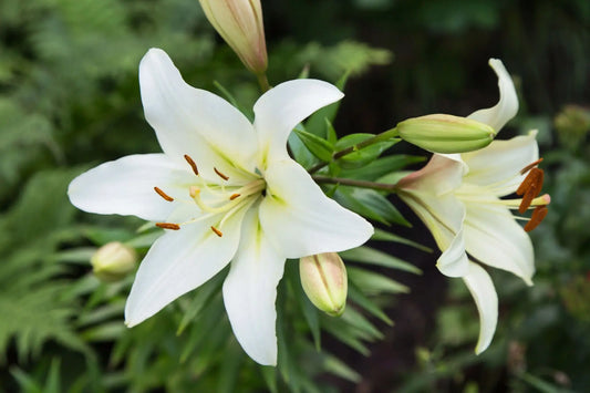 Easter Lilies