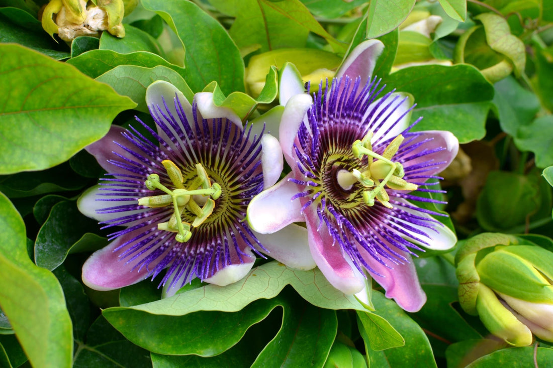 purple passion plant