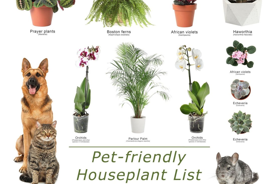 Pet Safe plants