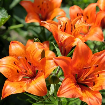 The Top Orange Blooming Perennial Options