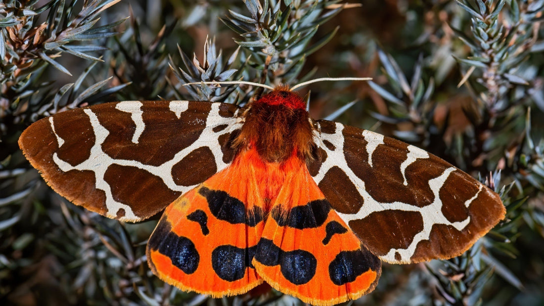 Moths: Unsung Heroes of Native Gardens
