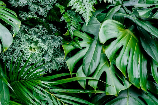 Unique Plant Varieties for a Standout Garden