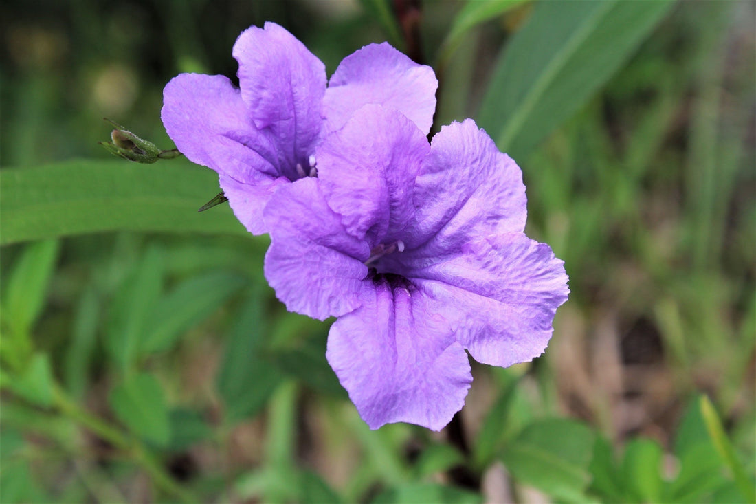 Perennials For Zone 4